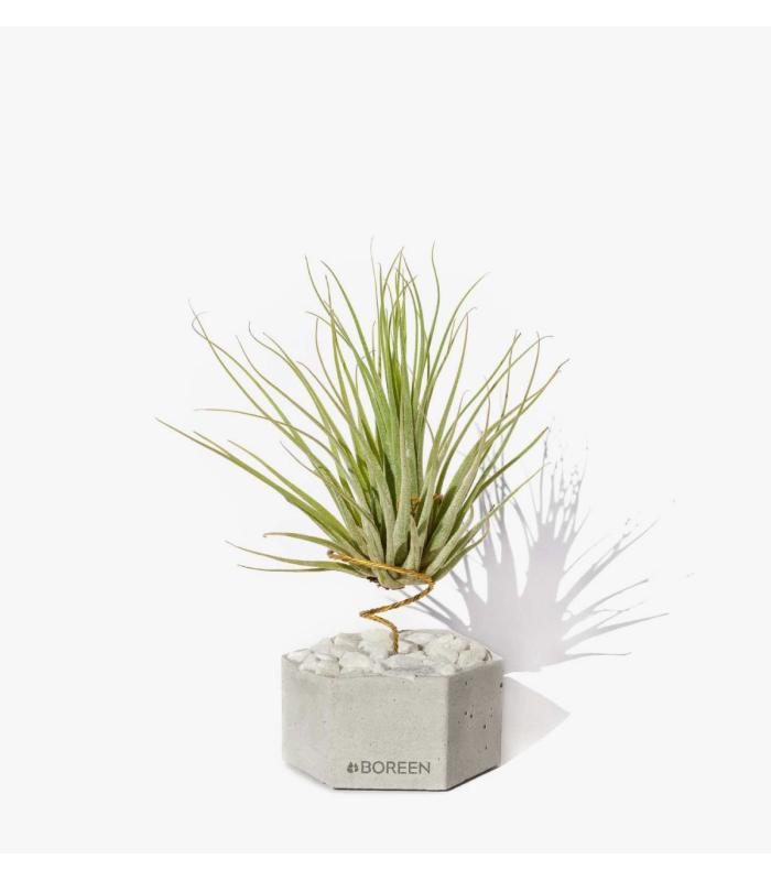 Comprar Planta de aire tillandsia con soporte Betonsechseck mit Steinen