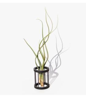 Comprar Planta de aire tillandsia con soporte Hölzerne Gab Halterung