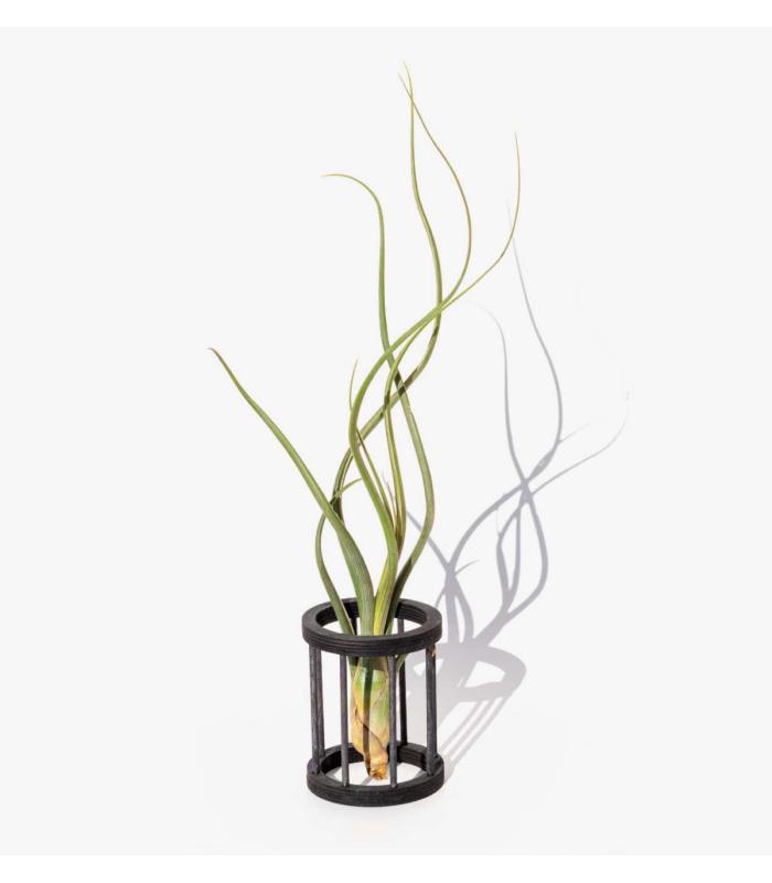 Comprar Planta de aire tillandsia con soporte Hölzerne Gab Halterung