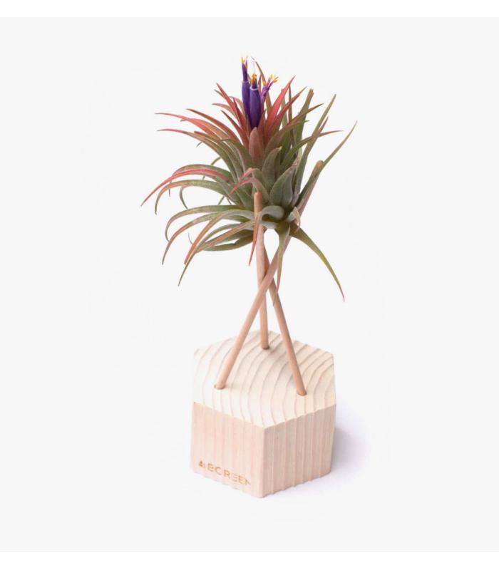 Comprar Planta de aire tillandsia con soporte Esagono in legno con aste