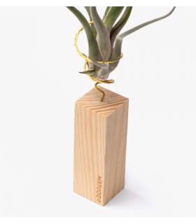 Comprar Planta de aire tillandsia con soporte Ripa de madeira 10cm