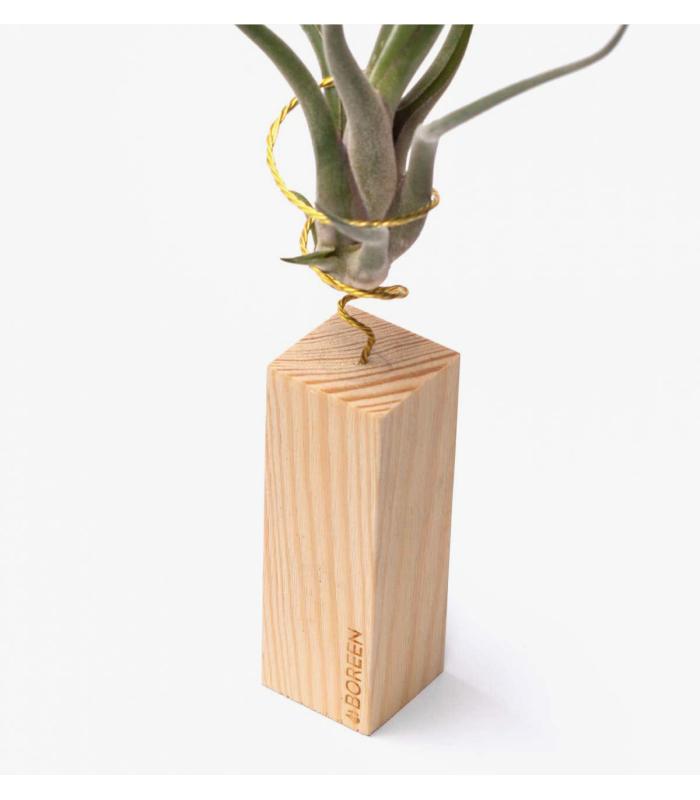 Comprar Planta de aire tillandsia con soporte Holzleiste 10cm