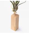 Comprar Planta de aire tillandsia con soporte Listón de madera 10cm