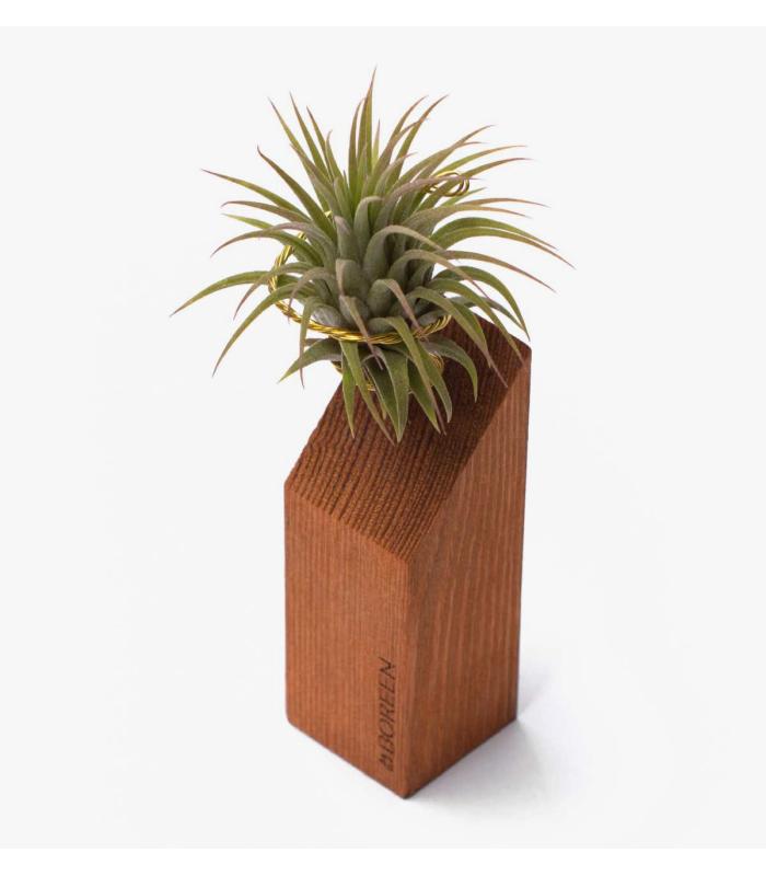 Comprar Planta de aire tillandsia con soporte Ripa de madeira 45º