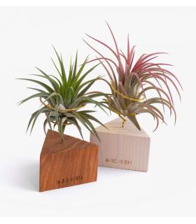 Comprar Planta de aire tillandsia con soporte Triângulo de madeira