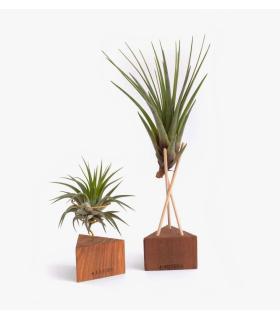 Comprar Planta de aire tillandsia con soporte Holzdreieck mit Stangen