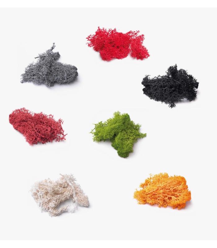 Comprar Planta de aire tillandsia con soporte Musgo decorativo para terrário