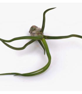 Comprar Planta de aire tillandsia con soporte BLUB d’usine d’air