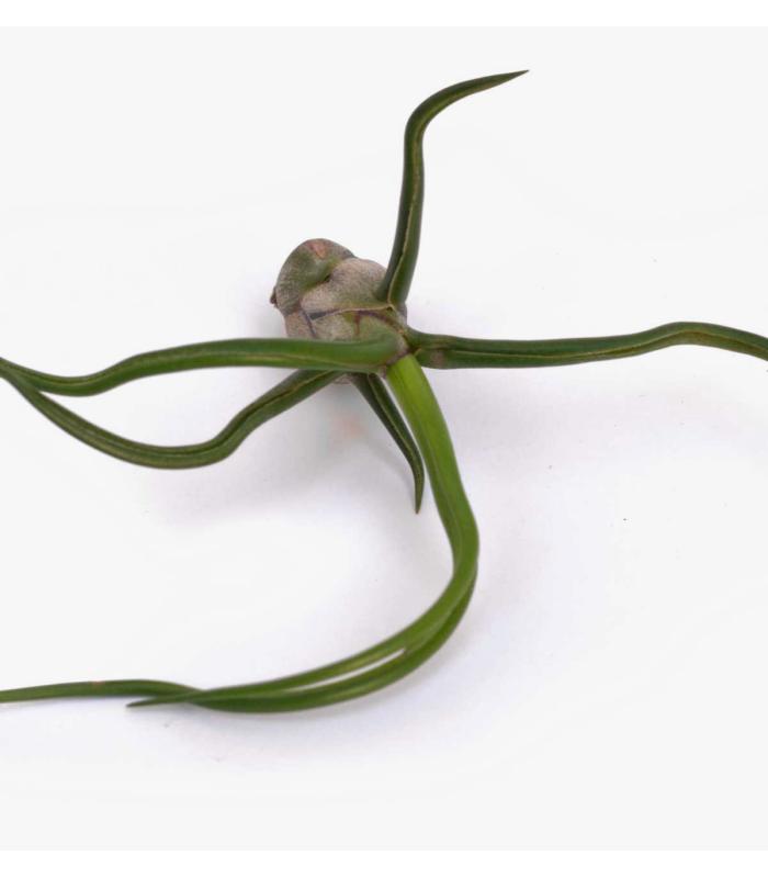 Comprar Planta de aire tillandsia con soporte BLUB der Luftanlage