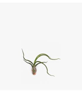 Comprar Planta de aire tillandsia con soporte BLUB da usina aérea