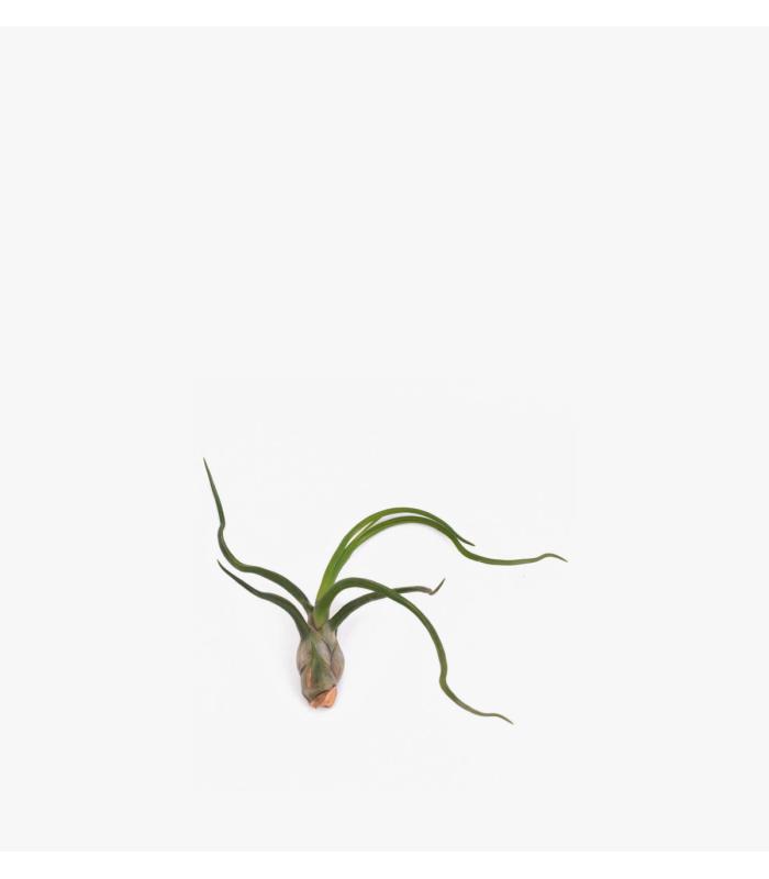 Comprar Planta de aire tillandsia con soporte Planta de aire BLUB