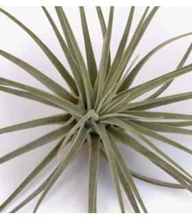 Comprar Planta de aire tillandsia con soporte ELI da usina aérea