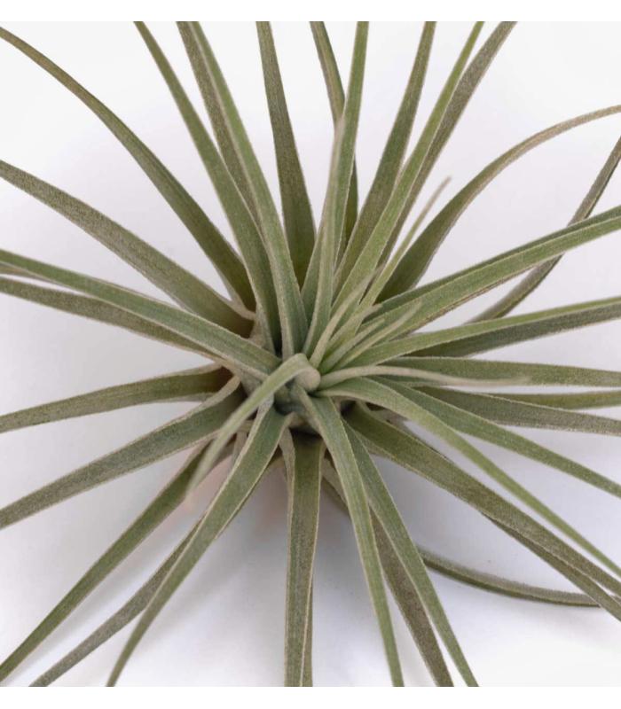 Comprar Planta de aire tillandsia con soporte ELI d’usine d’air