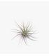 Comprar Planta de aire tillandsia con soporte Planta de aire ELI