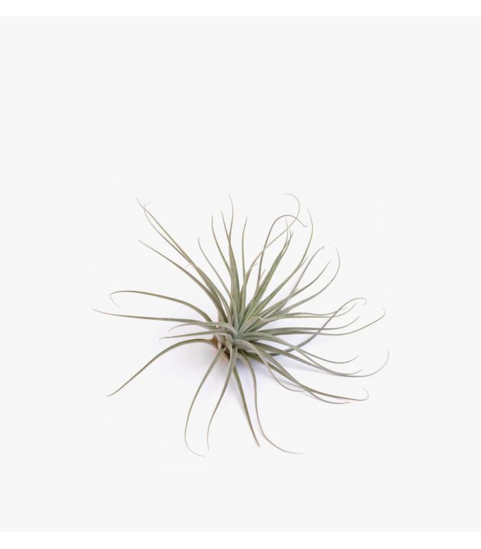 Comprar Planta de aire tillandsia con soporte ELI dell'impianto aereo