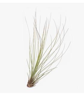 Comprar Planta de aire tillandsia con soporte JUN dell'impianto aereo