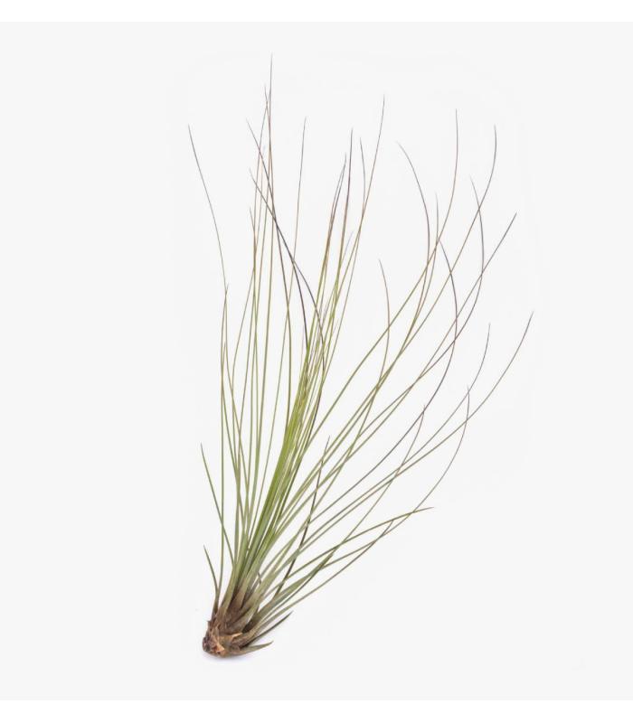 Comprar Planta de aire tillandsia con soporte JUN d’usine d’air