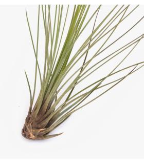 Comprar Planta de aire tillandsia con soporte JUN da usina aérea