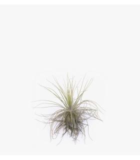 Comprar Planta de aire tillandsia con soporte MAG dell'impianto aereo