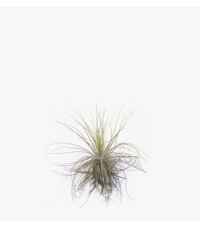 Comprar Planta de aire tillandsia con soporte MAG der Luftanlage