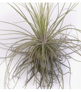 Comprar Planta de aire tillandsia con soporte Planta de aire MAG