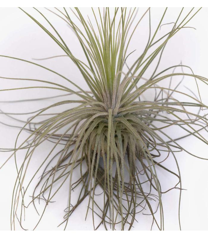 Comprar Planta de aire tillandsia con soporte air plant MAG