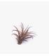 Comprar Planta de aire tillandsia con soporte Planta de aire PIX