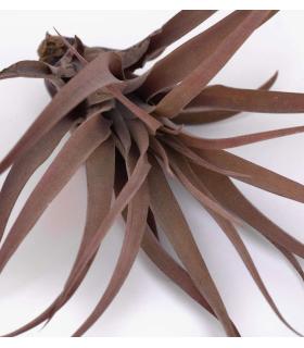 Comprar Planta de aire tillandsia con soporte Planta de aire PIX