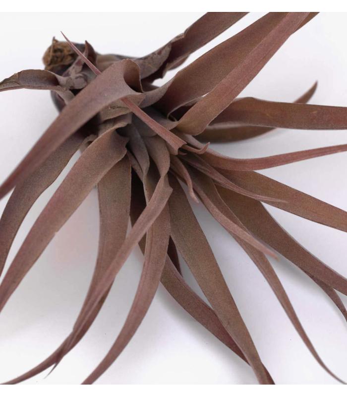 Comprar Planta de aire tillandsia con soporte PIX der Luftanlage