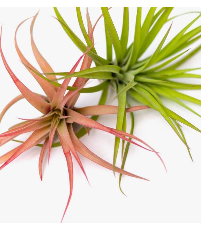 Comprar Planta de aire tillandsia con soporte PIX da usina aérea