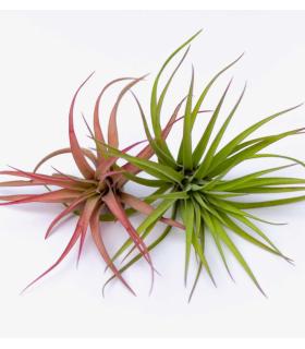 Comprar Planta de aire tillandsia con soporte air plant PIX
