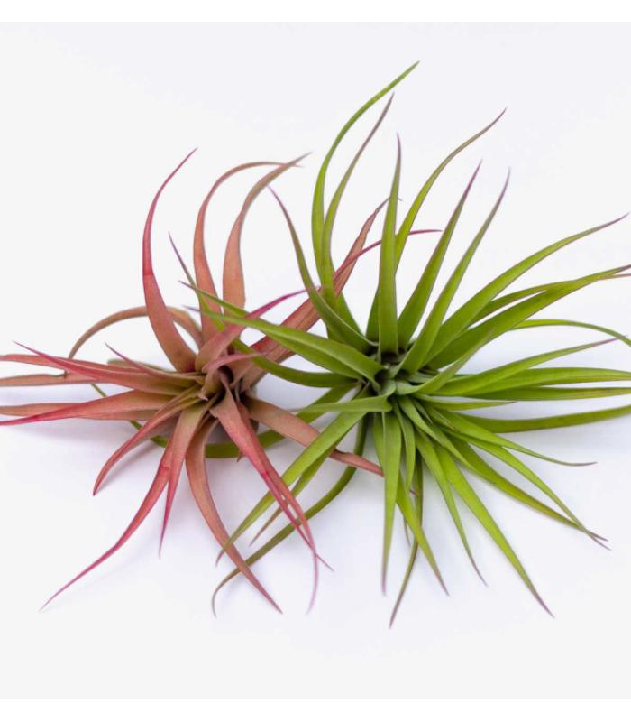 Comprar Planta de aire tillandsia con soporte PIX dell'impianto aereo