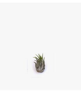 Comprar Planta de aire tillandsia con soporte RUB da usina aérea