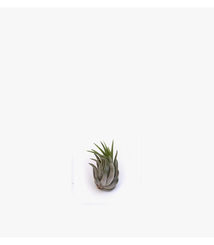 Comprar Planta de aire tillandsia con soporte RUB da usina aérea