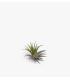 Comprar Planta de aire tillandsia con soporte Planta de aire SCAP