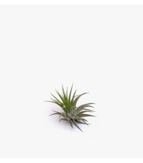 Comprar Planta de aire tillandsia con soporte SCAP d’usine d’air