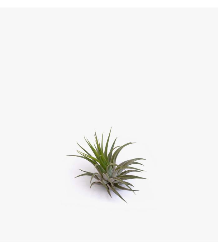 Comprar Planta de aire tillandsia con soporte SCAP d’usine d’air