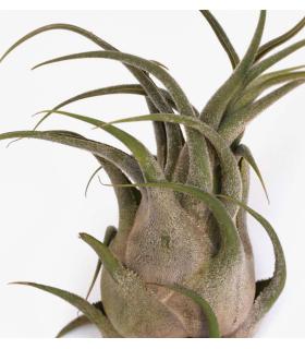 Comprar Planta de aire tillandsia con soporte SEL da usina aérea