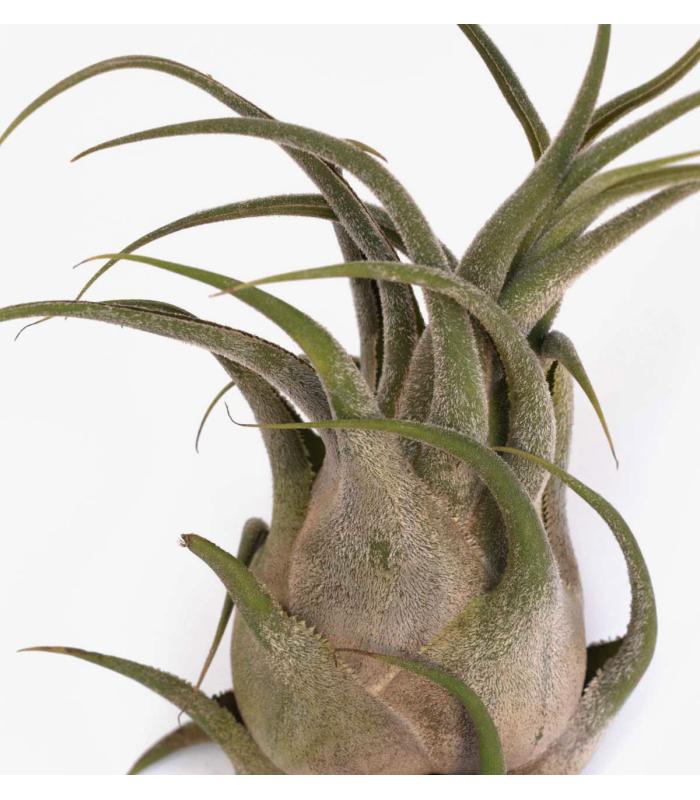 Comprar Planta de aire tillandsia con soporte SEL da usina aérea