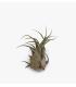 Comprar Planta de aire tillandsia con soporte air plant SEL