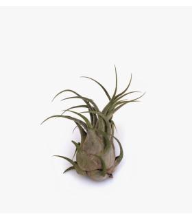 Comprar Planta de aire tillandsia con soporte air plant SEL