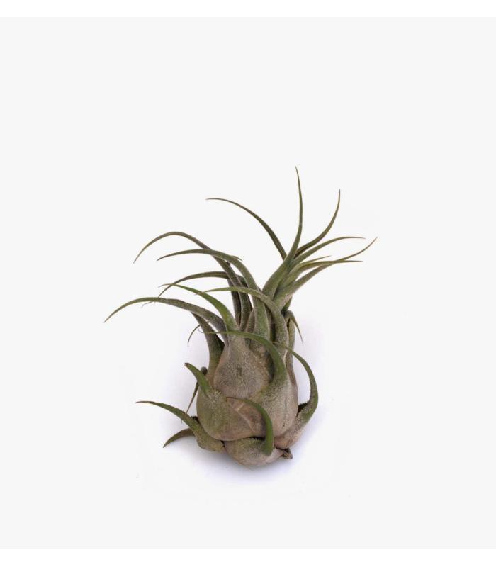 Comprar Planta de aire tillandsia con soporte Planta de aire SEL
