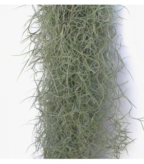 Comprar Planta de aire tillandsia con soporte SPA d’usine d’air