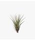 Comprar Planta de aire tillandsia con soporte Planta de aire TRI