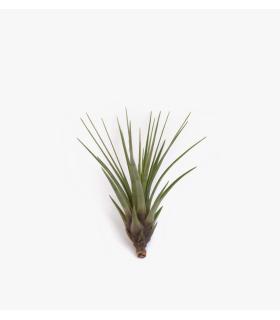 Comprar Planta de aire tillandsia con soporte air plant TRI