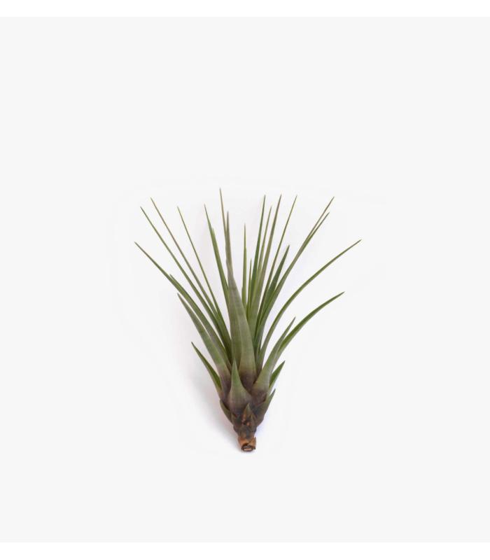 Comprar Planta de aire tillandsia con soporte air plant TRI