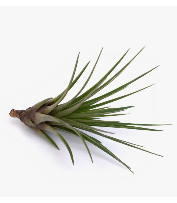 Comprar Planta de aire tillandsia con soporte TRI d’usine d’air