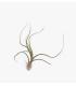 Comprar Planta de aire tillandsia con soporte UDO d’usine d’air