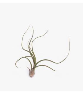 Comprar Planta de aire tillandsia con soporte UDO der Luftanlage