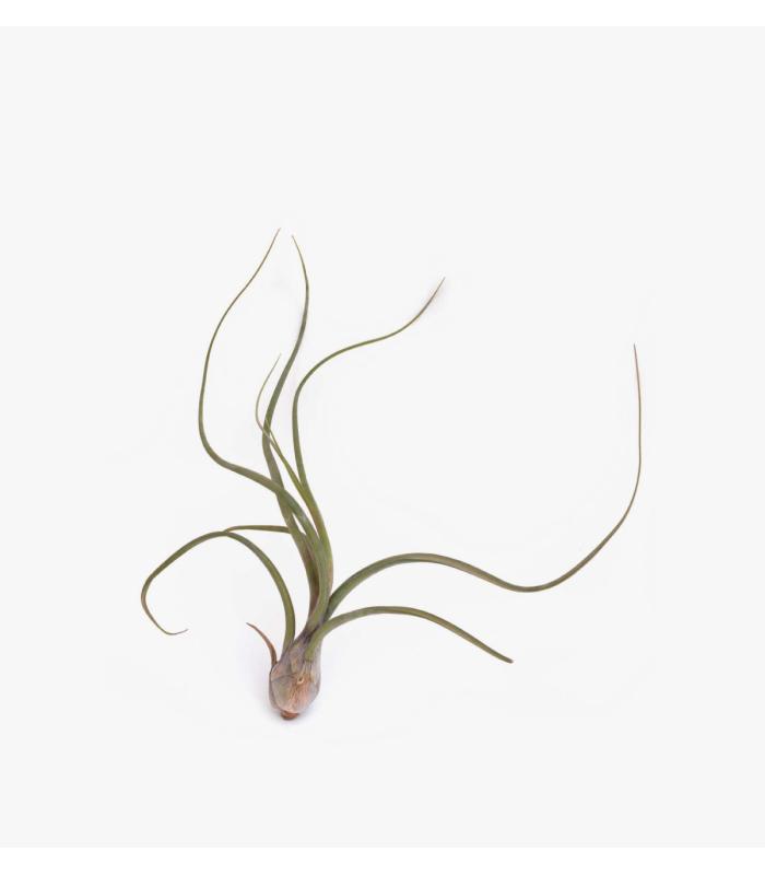 Comprar Planta de aire tillandsia con soporte UDO d’usine d’air